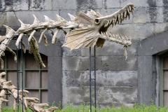 Sea dragon skeleton